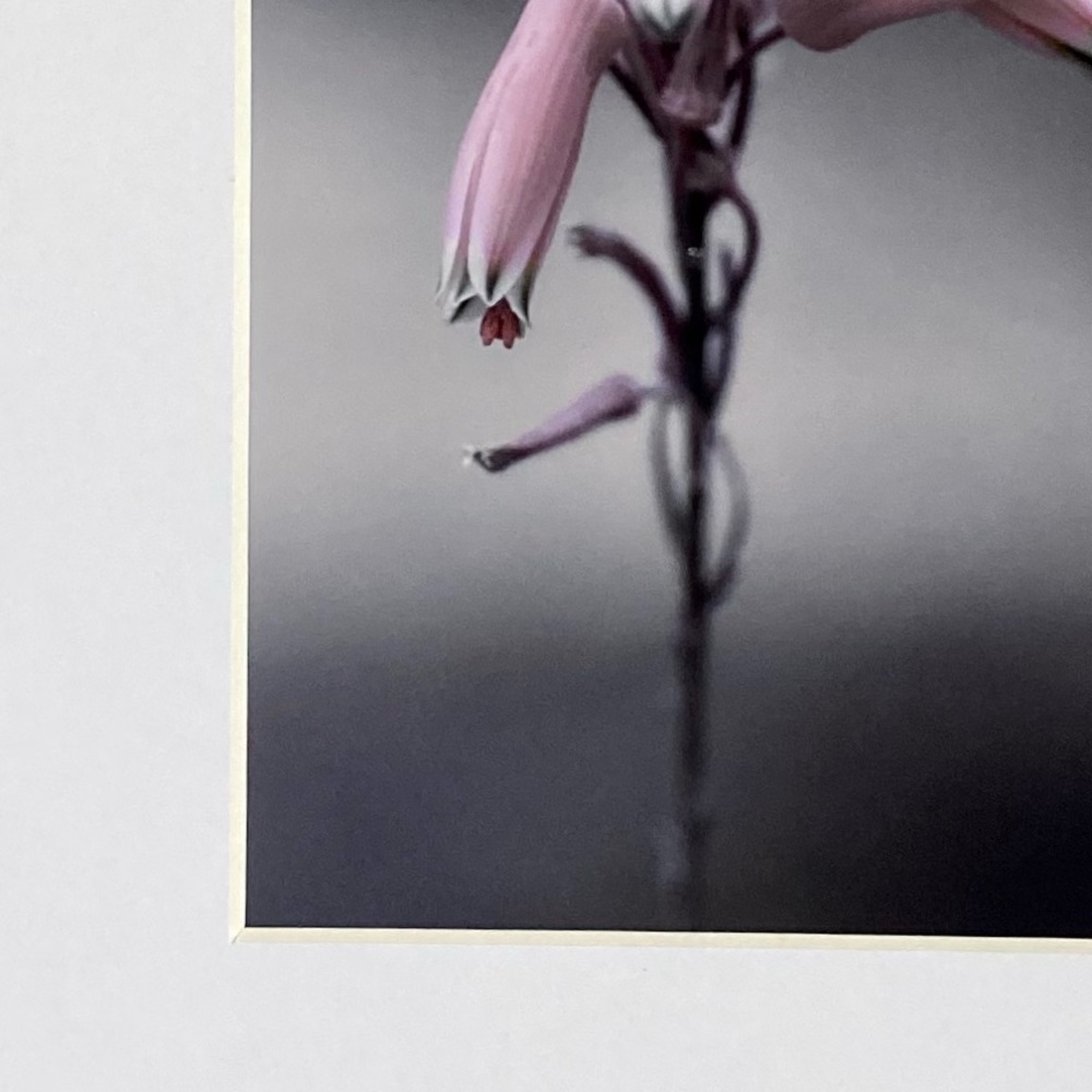 ❌SOLD❌”THIS STRANGE ISOLATION” ~ ORIGINAL ART by @lisamichellebeckerphotography - Picture 5 of 13